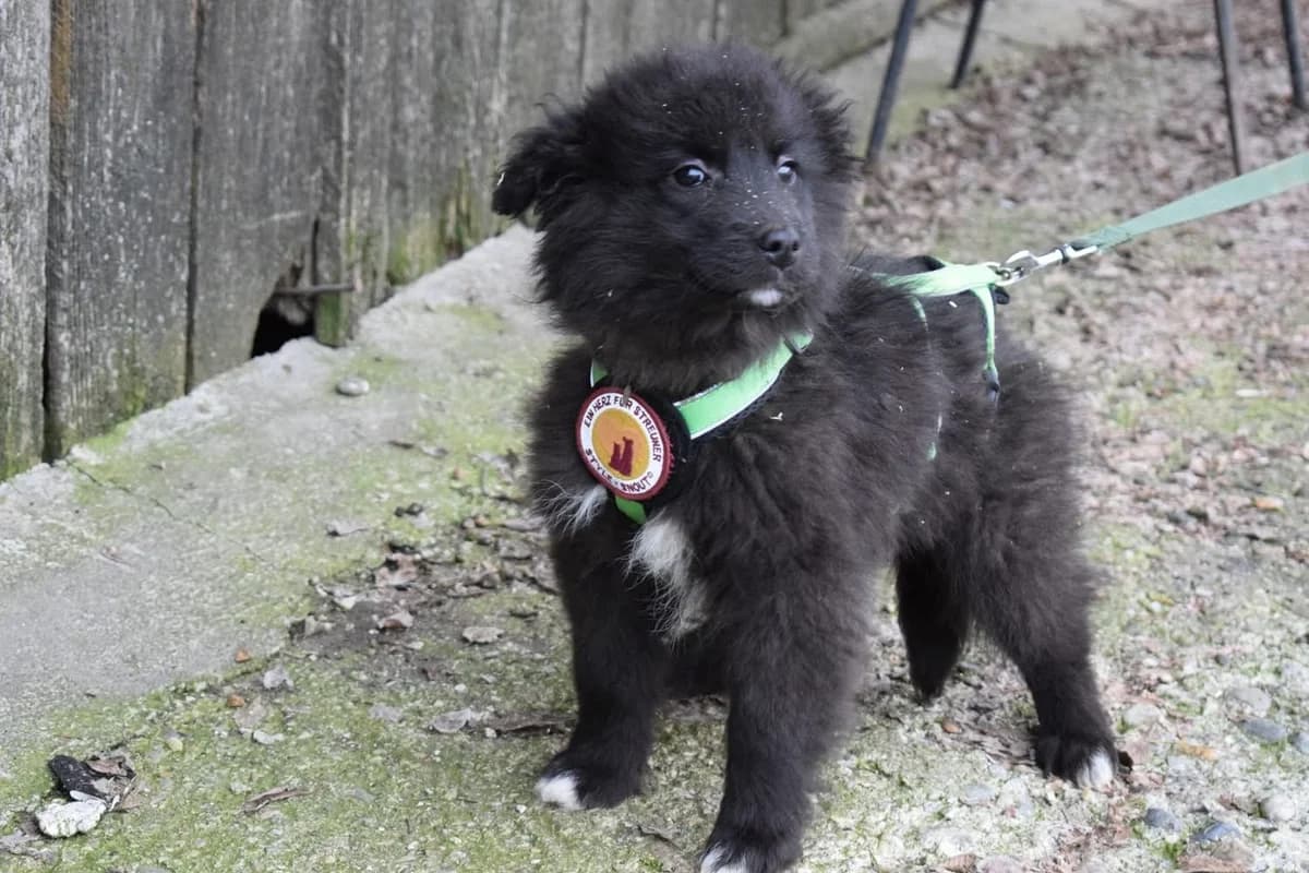 Zara, weiß female puppy Mixed Breed for adoption at Ein Herz für Streuner e.V., München