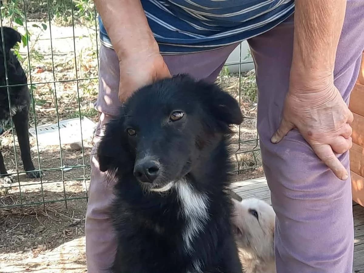 Zarina, weiß female young Mixed Breed for adoption at Ein Herz für Streuner e.V., München