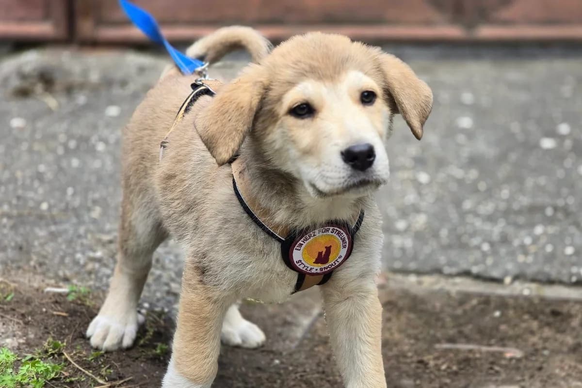 Zarino, beige male puppy Mixed Breed for adoption at Ein Herz für Streuner e.V., München