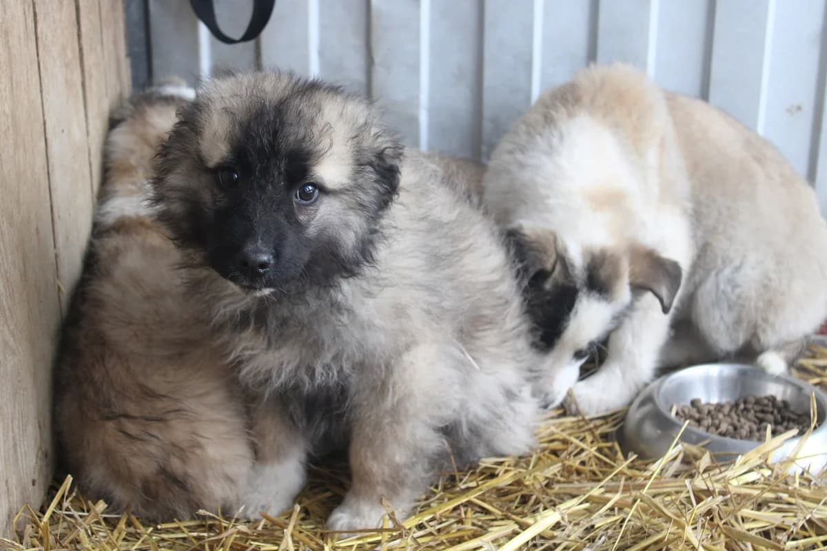 Zausel, female puppy Mixed Breed for adoption at Ein Herz für Streuner e.V., München