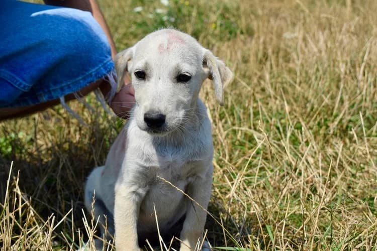 Zaya, female puppy Mixed Breed for adoption at Ein Herz für Streuner e.V., München