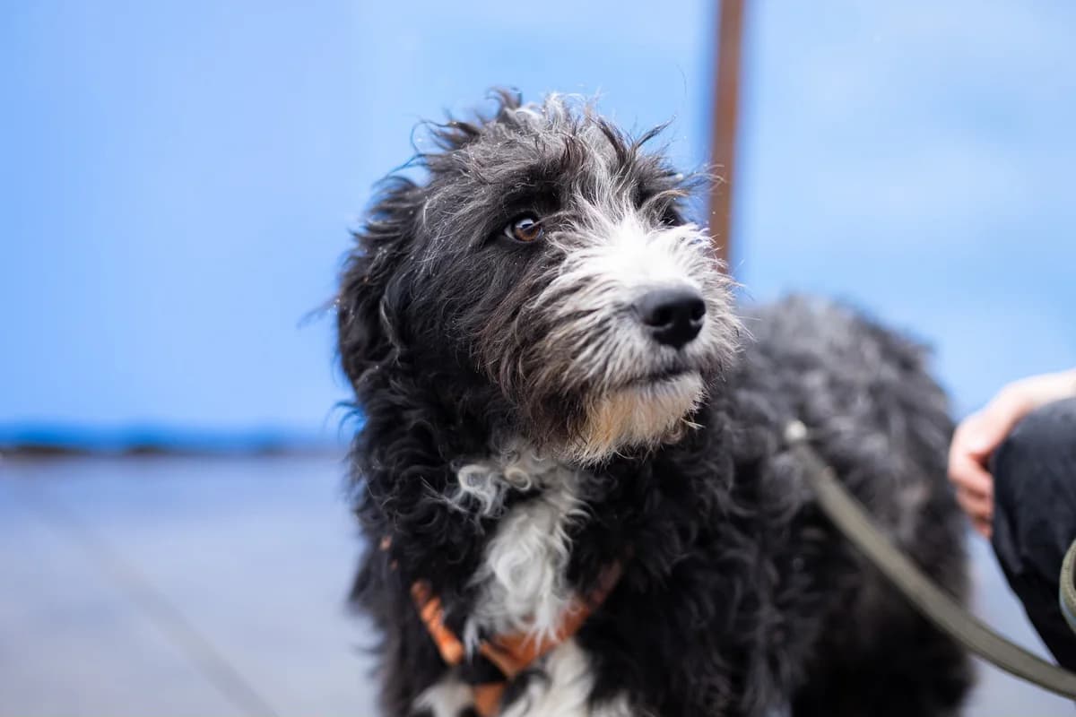 Zazou, weiß male puppy Mixed Breed for adoption at Ein Herz für Streuner e.V., München