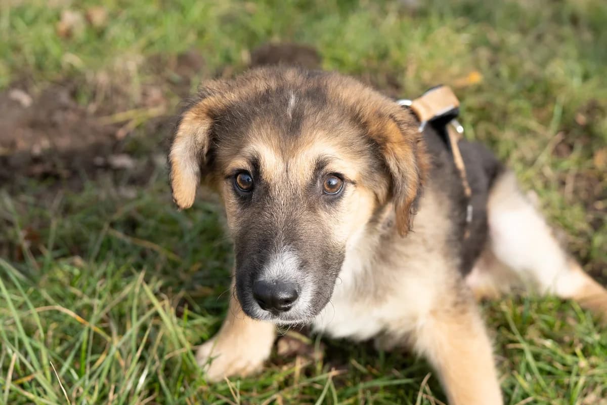 Zazu, male puppy Mixed Breed for adoption at Ein Herz für Streuner e.V., München