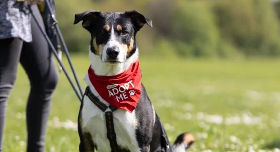LEMMY, ehem. Zazu, male 4yo Mixed Breed for adoption at Ein Herz für Streuner e.V., München