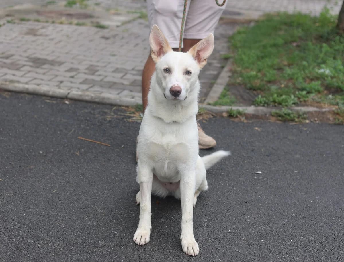Zelda, weiß female puppy Mixed Breed for adoption at Ein Herz für Streuner e.V., München