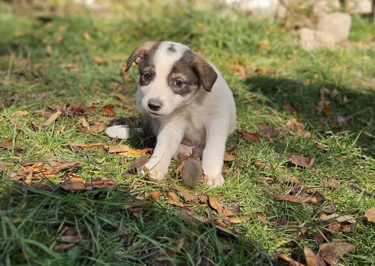 Zeno, weiß male puppy Mixed Breed for adoption at Ein Herz für Streuner e.V., München