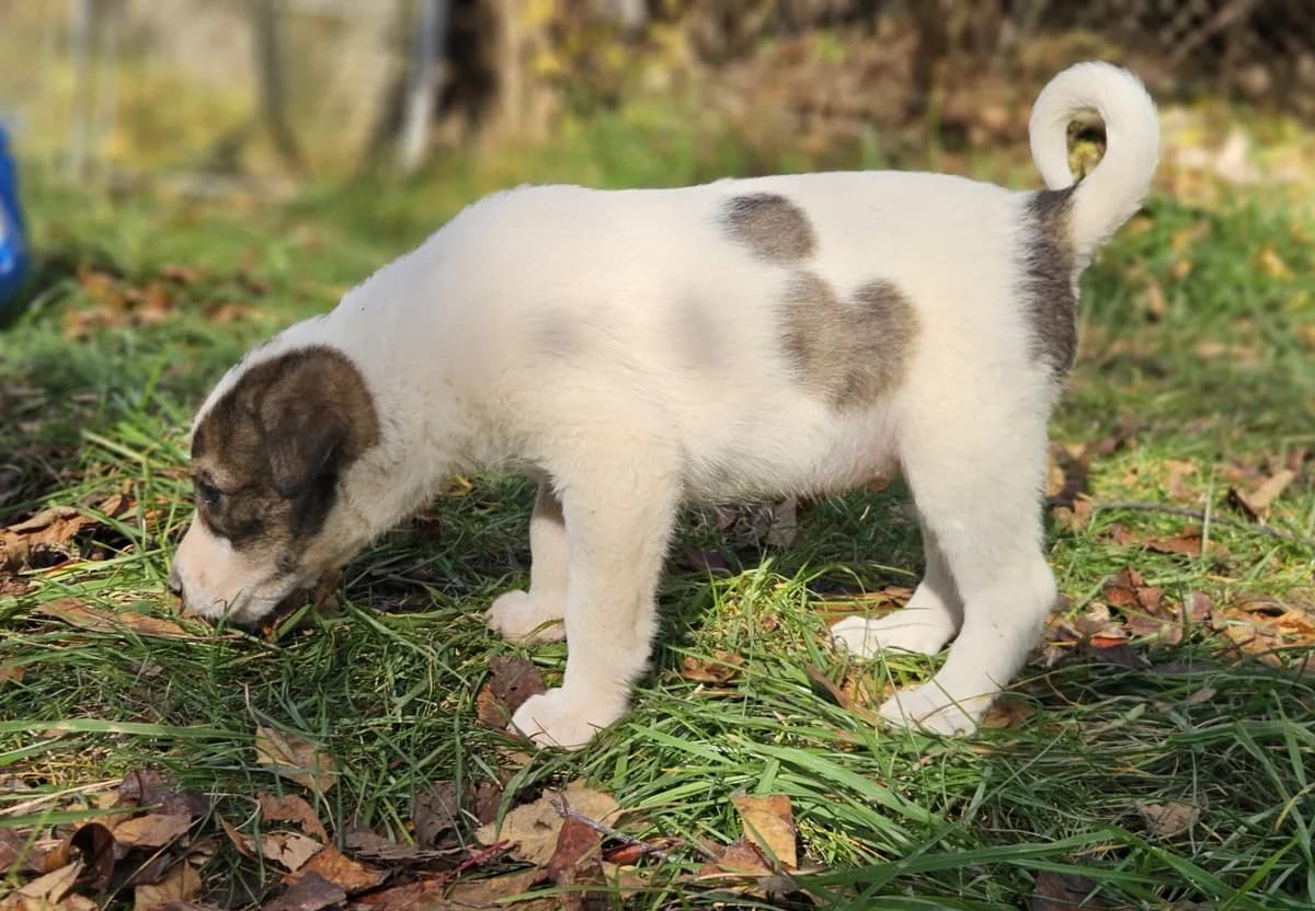 Zeno, weiß male puppy Mixed Breed for adoption at Ein Herz für Streuner e.V., München