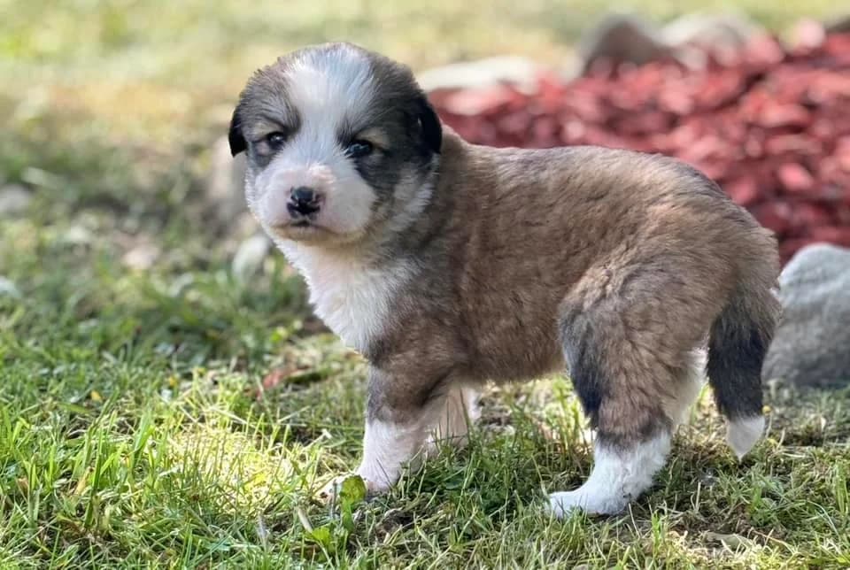 Zenta, beige female puppy Mixed Breed for adoption at Ein Herz für Streuner e.V., München
