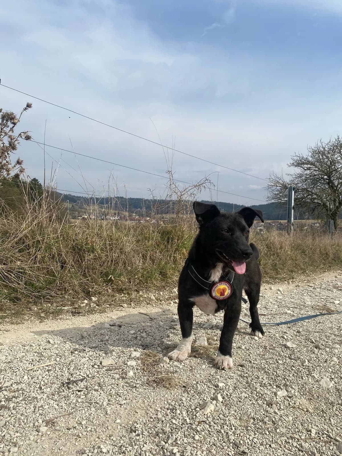 Zenya, female 5yo Mixed Breed for adoption at Ein Herz für Streuner e.V., München
