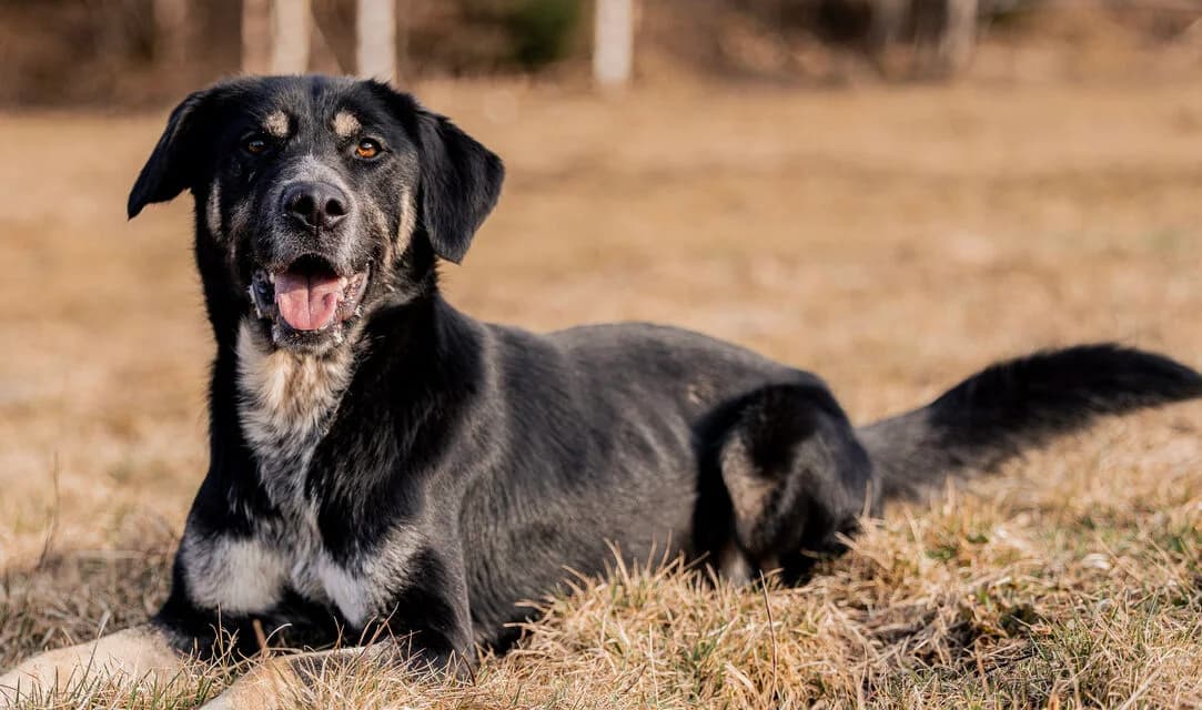 Zera, female 5yo Mixed Breed for adoption at Ein Herz für Streuner e.V., München