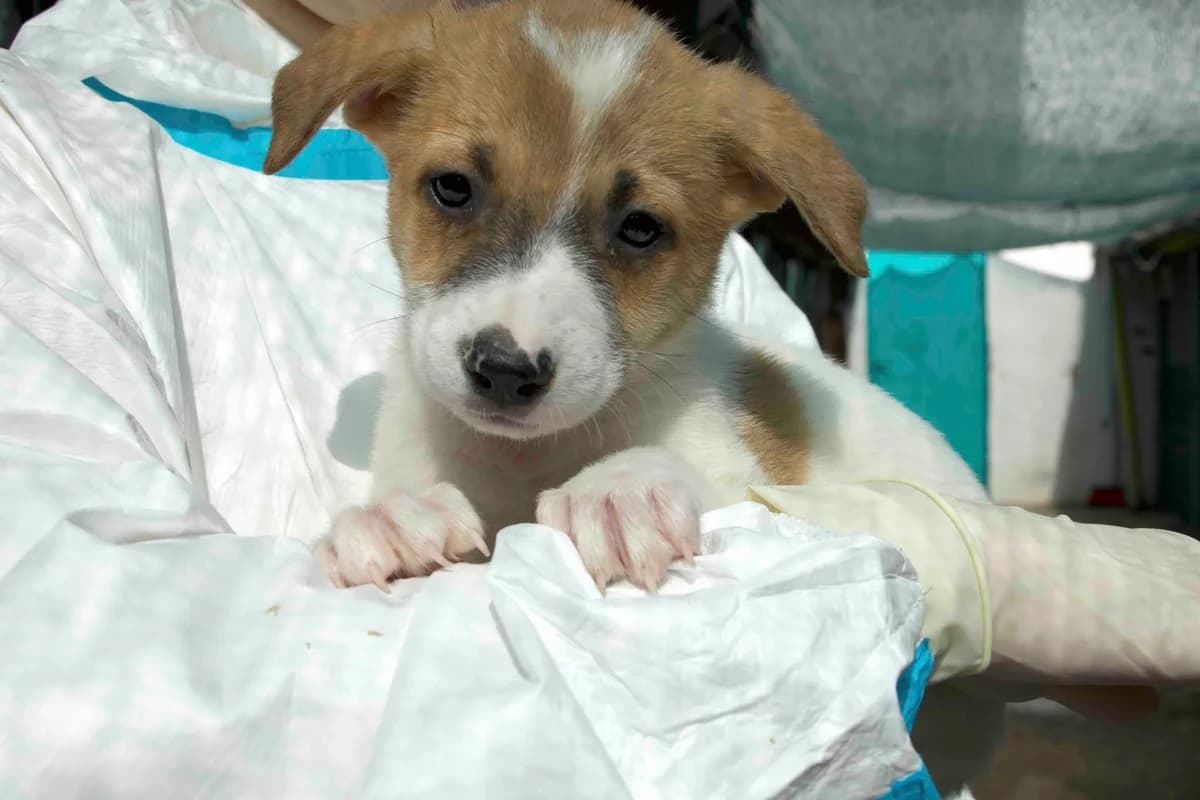 Zeron, weiß male puppy Mixed Breed for adoption at Ein Herz für Streuner e.V., München