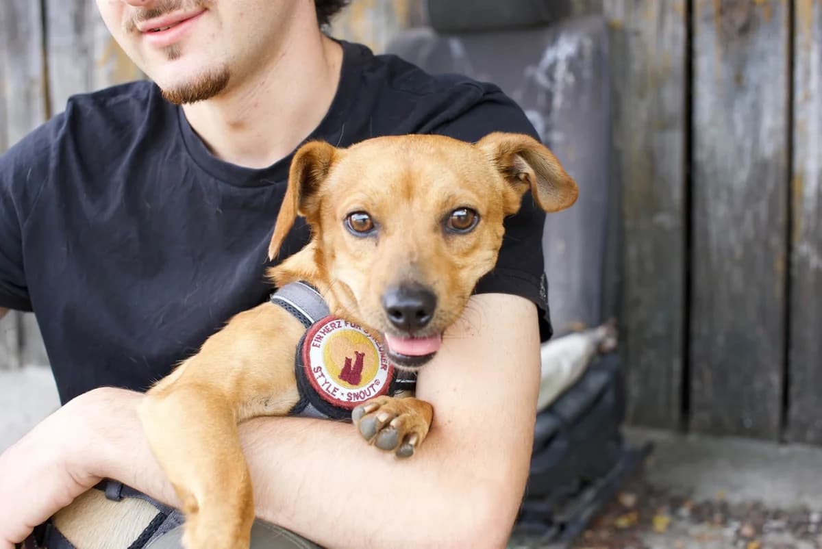 Zeus, male young Mixed Breed for adoption at Ein Herz für Streuner e.V., München