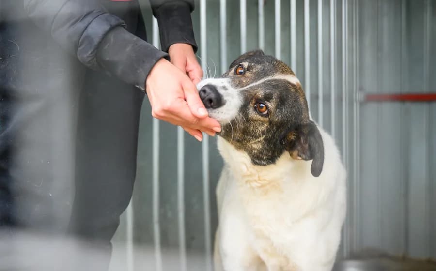 Zeynep, female senior Mixed Breed for adoption at Ein Herz für Streuner e.V., München