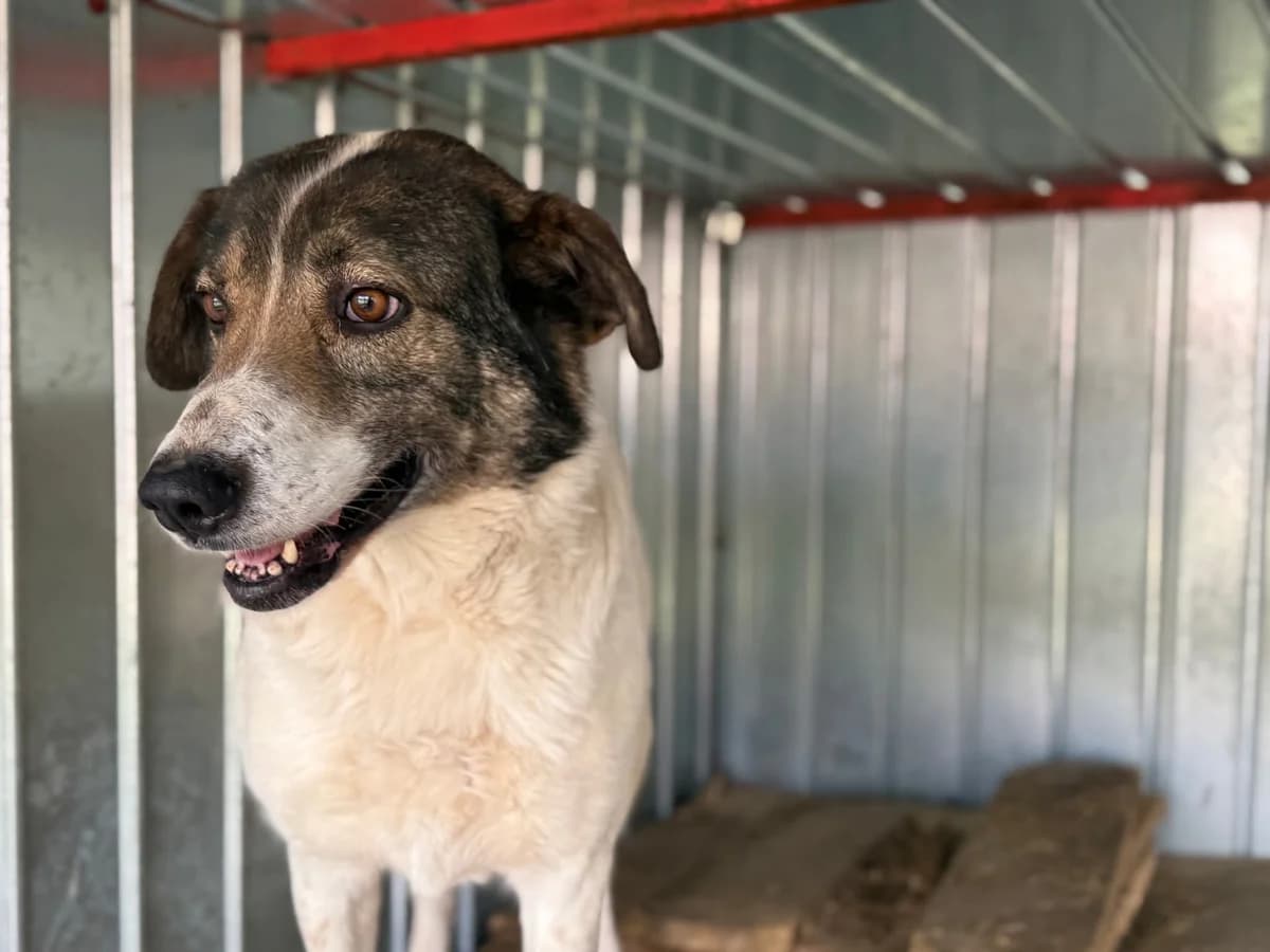 Zeynep, female senior Mixed Breed for adoption at Ein Herz für Streuner e.V., München