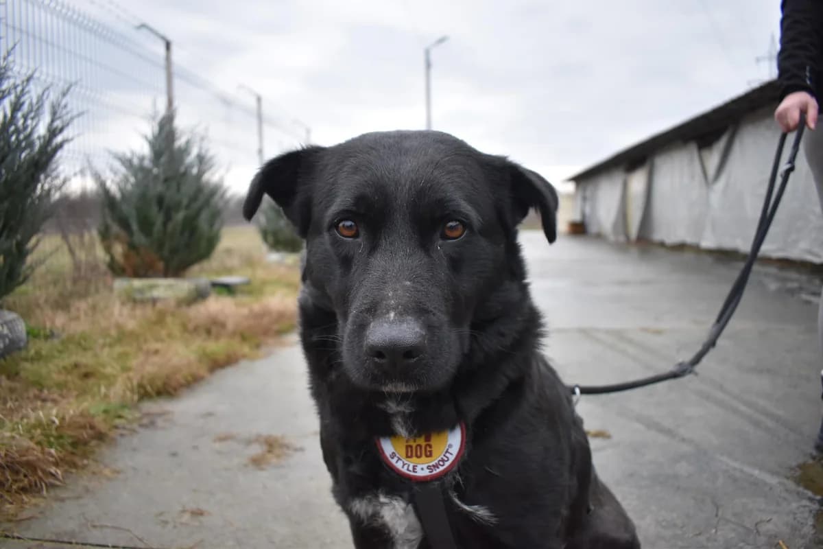 Zhara, weiß female 4yo Mixed Breed for adoption at Ein Herz für Streuner e.V., München