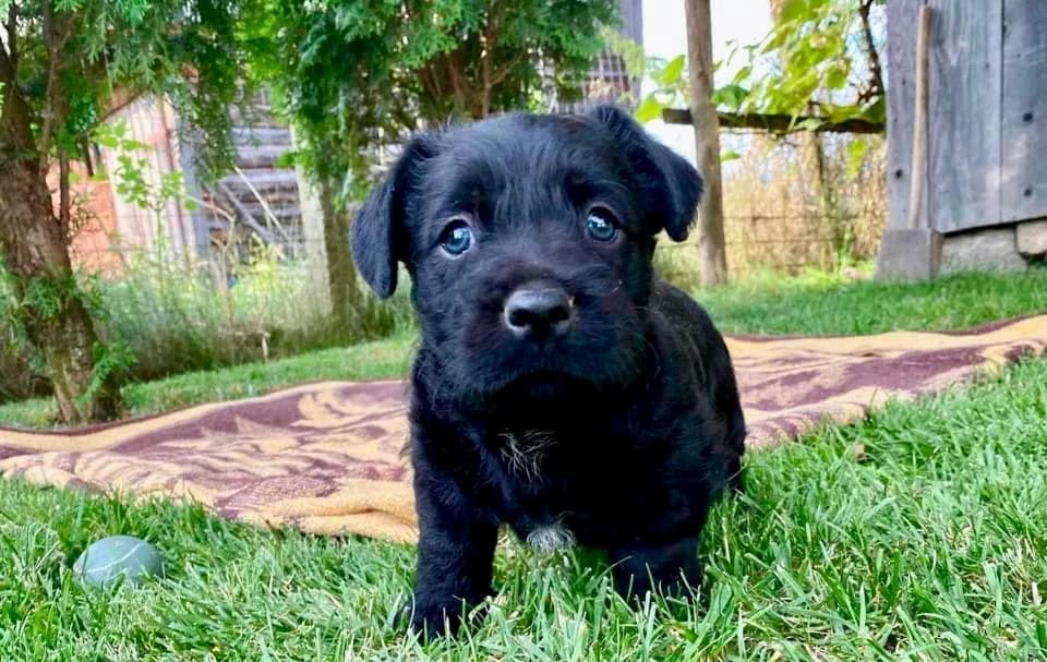 Ziggy, male young Mixed Breed for adoption at Ein Herz für Streuner e.V., München