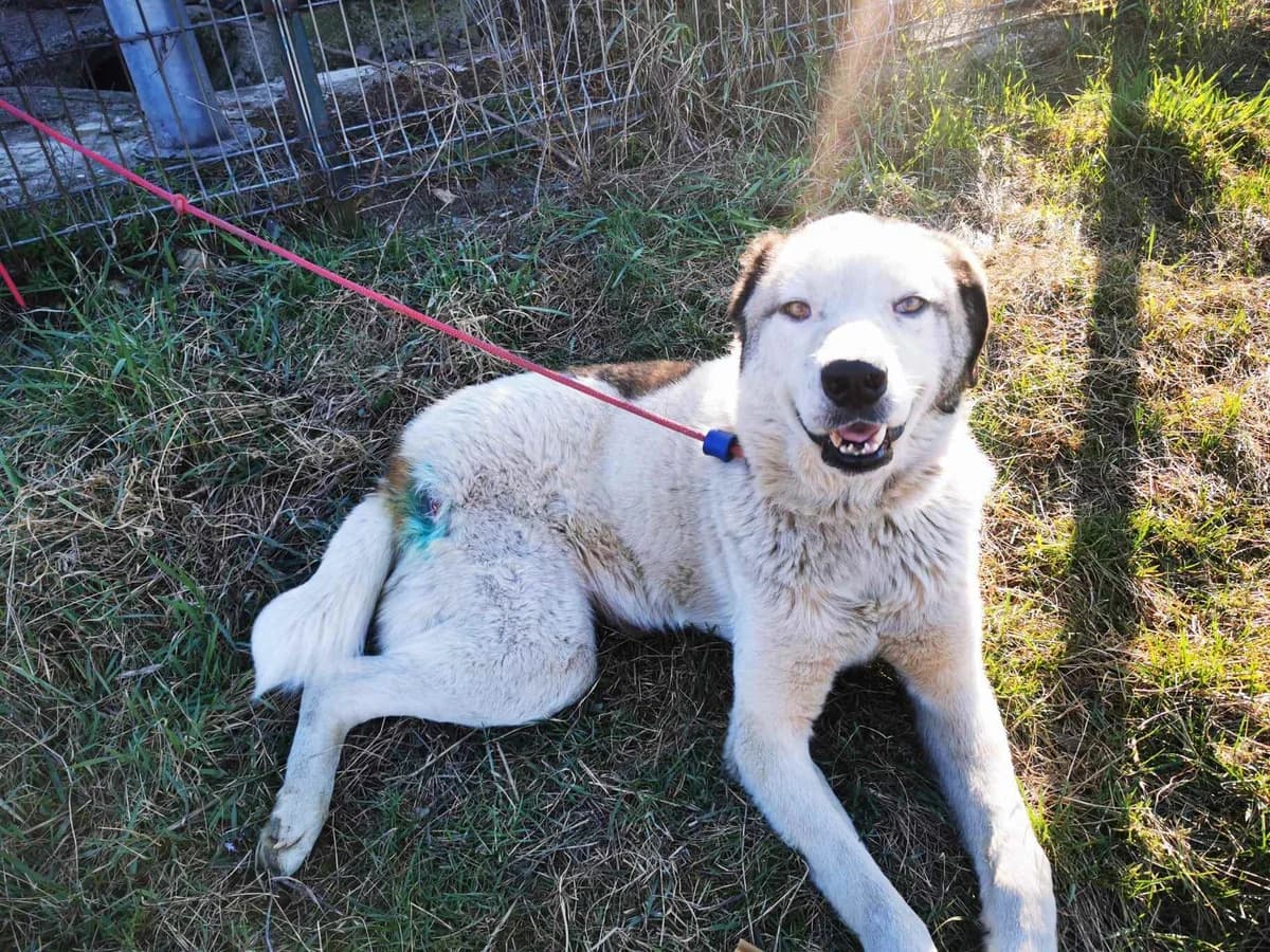 Ziggy, male 6yo Mixed Breed for adoption at Ein Herz für Streuner e.V., München
