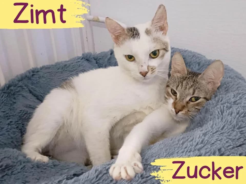 Zimt&Zucker, female 5yo Mixed Breed for adoption at Ein Herz für Streuner e.V., München