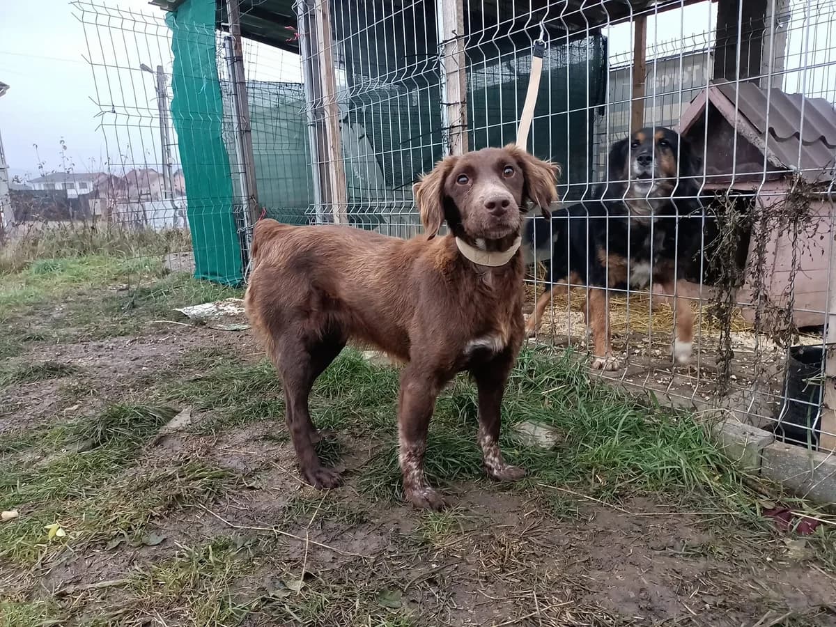 Zini, female young Mixed Breed for adoption at Ein Herz für Streuner e.V., München