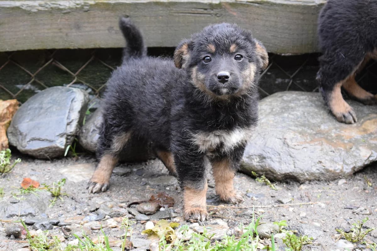 Zira, female puppy Mixed Breed for adoption at Ein Herz für Streuner e.V., München