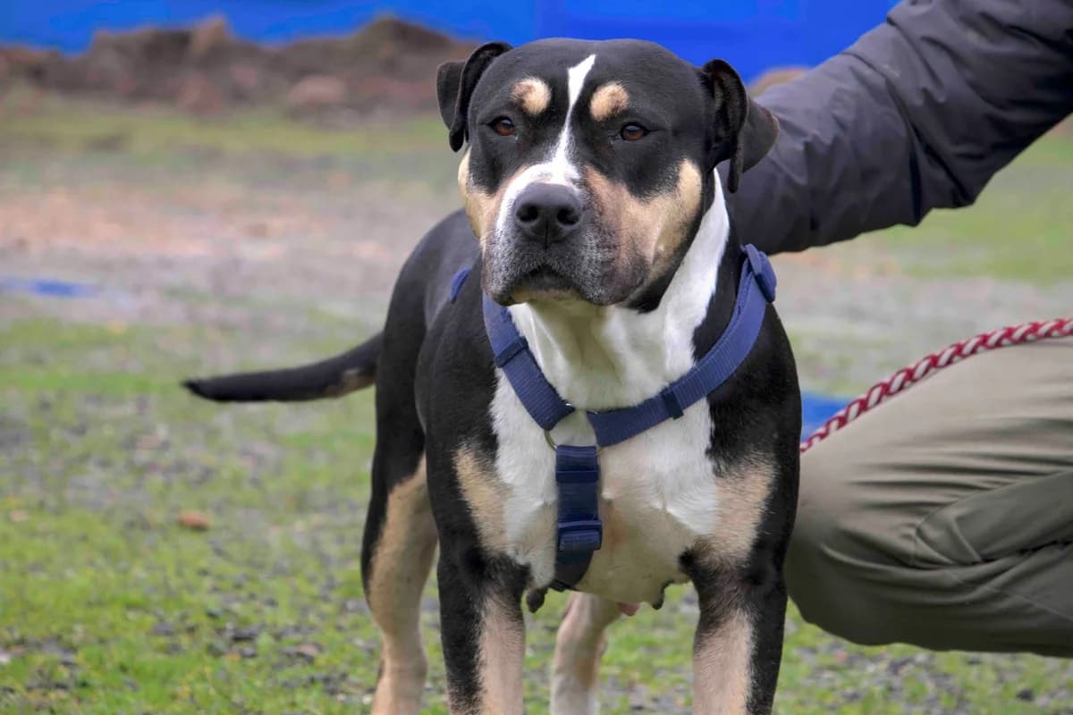 Zissy, weiß female young Mixed Breed for adoption at Ein Herz für Streuner e.V., München