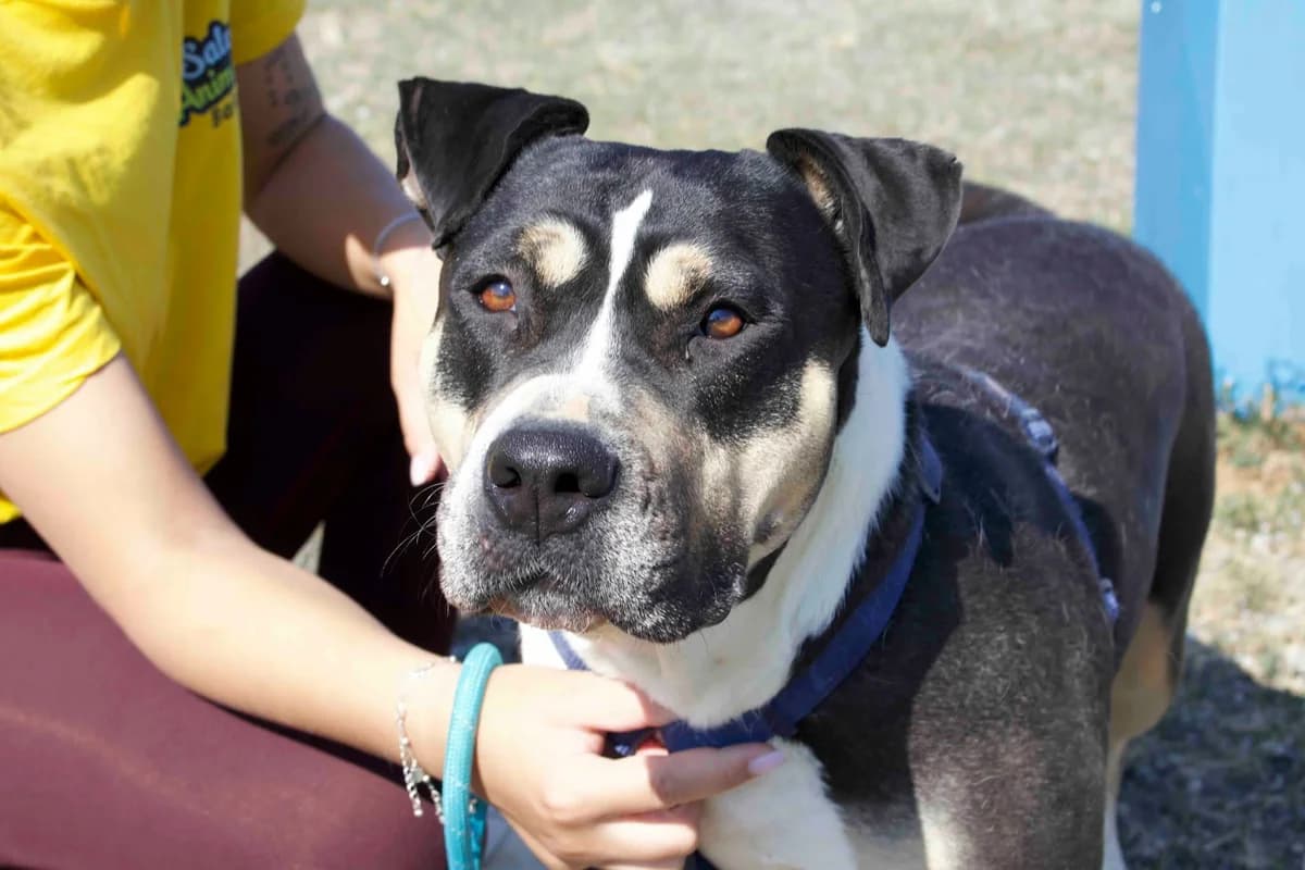 Zissy, weiß female 5yo Mixed Breed for adoption at Ein Herz für Streuner e.V., München