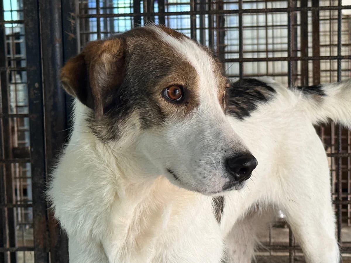 Zita, female young Mixed Breed for adoption at Ein Herz für Streuner e.V., München