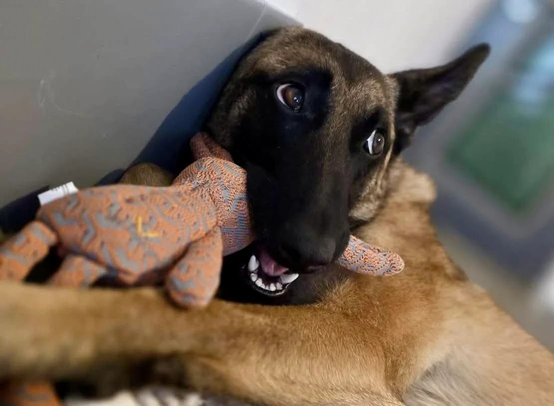 Zita, female 3yo Mixed Breed for adoption at Ein Herz für Streuner e.V., München