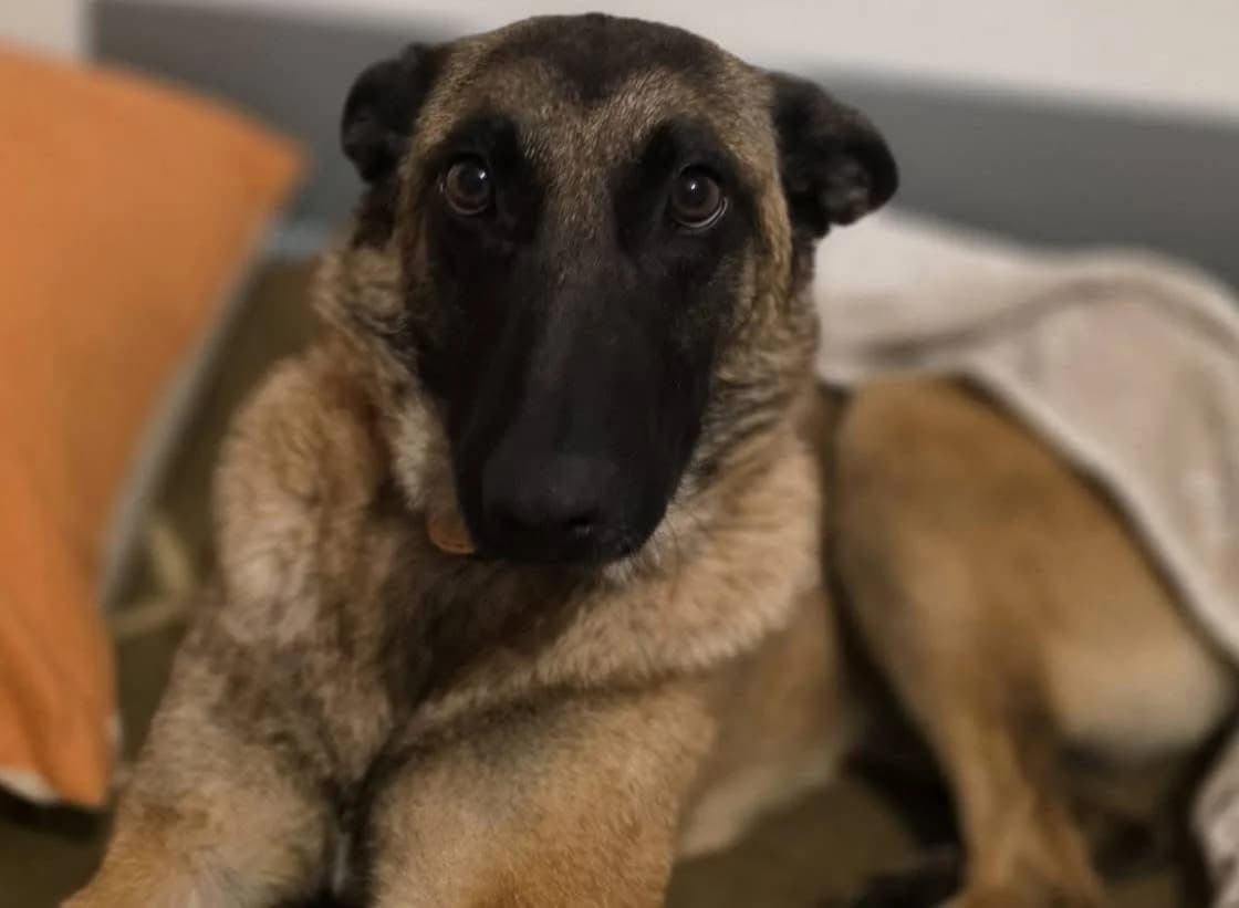 Zita, female 3yo Mixed Breed for adoption at Ein Herz für Streuner e.V., München
