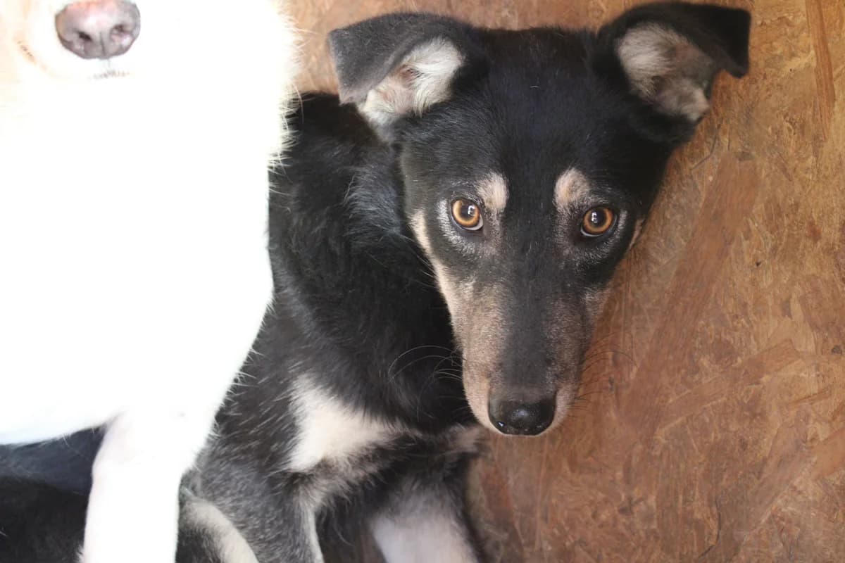 Zitrone, female puppy Mixed Breed for adoption at Ein Herz für Streuner e.V., München