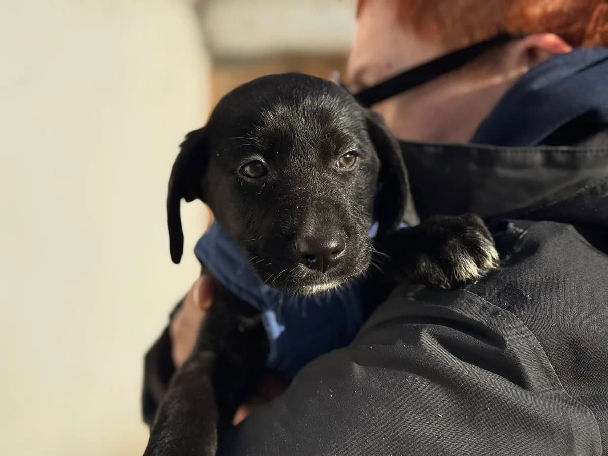 Ziva, female puppy Mixed Breed for adoption at Ein Herz für Streuner e.V., München