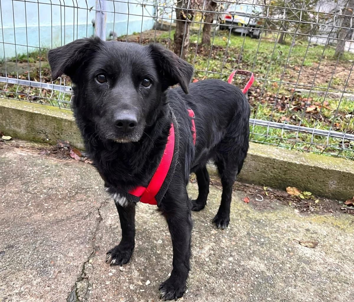 Ziwa, female senior Mixed Breed for adoption at Ein Herz für Streuner e.V., München