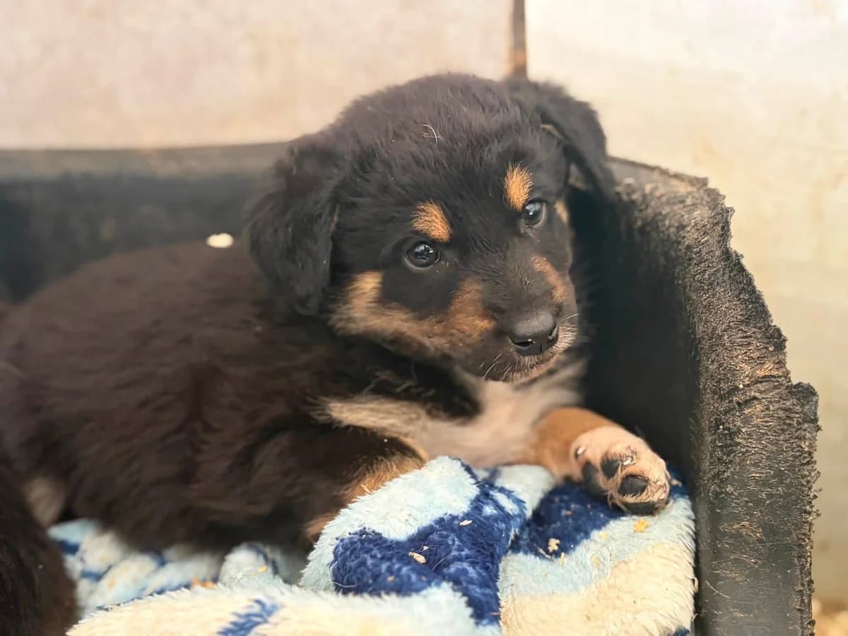 Zlata, weiß female puppy Mixed Breed for adoption at Ein Herz für Streuner e.V., München