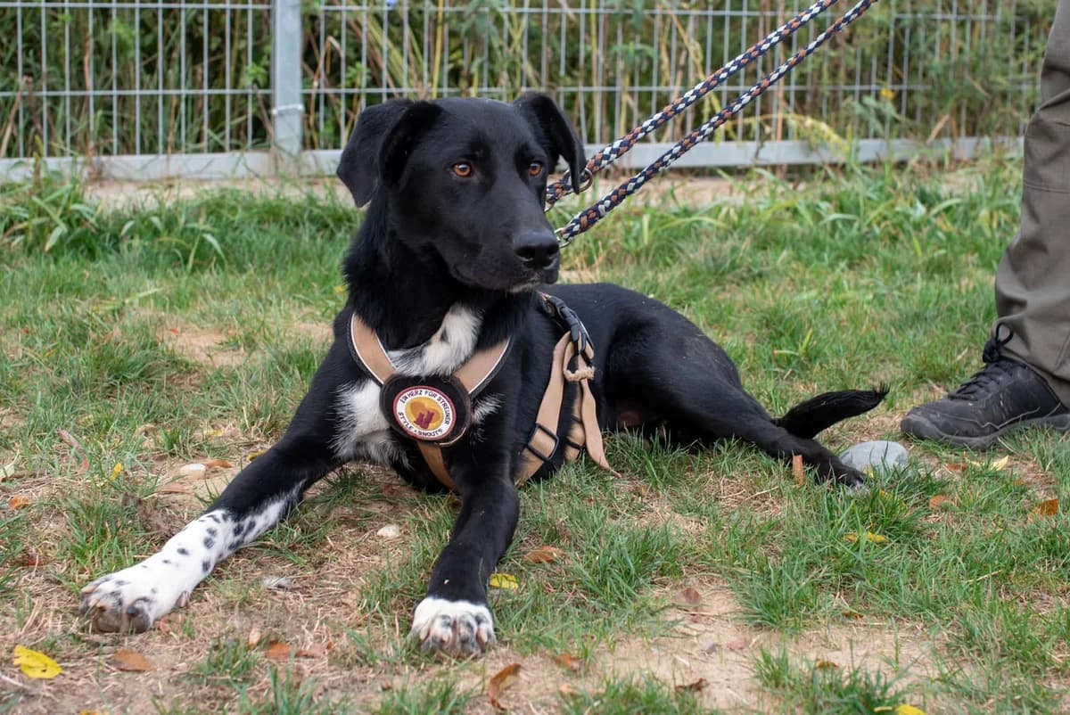 Zlatko, weiß male puppy Mixed Breed for adoption at Ein Herz für Streuner e.V., München