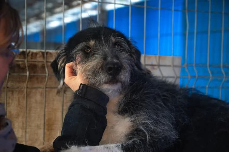 Zodi, male 5yo Mixed Breed for adoption at Ein Herz für Streuner e.V., München