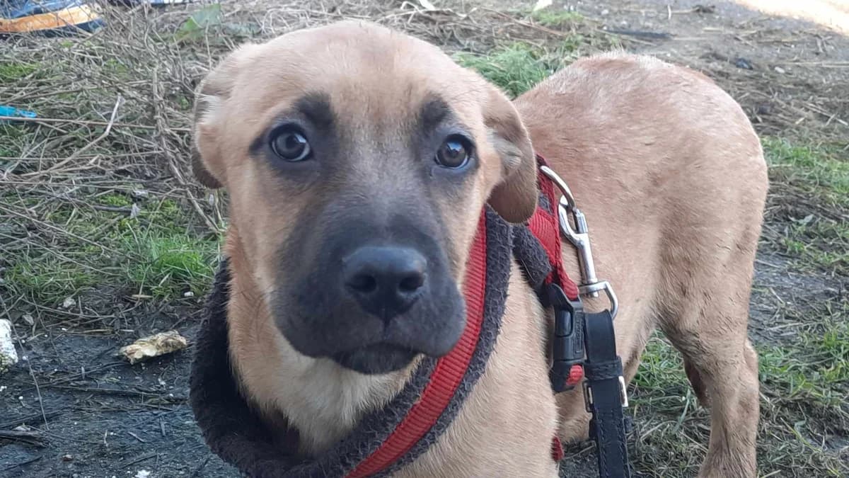 Zoey, female puppy Mixed Breed for adoption at Ein Herz für Streuner e.V., München