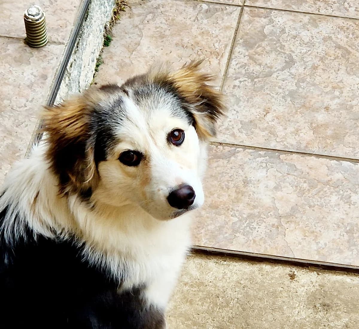Zoey, female puppy Mixed Breed for adoption at Ein Herz für Streuner e.V., München