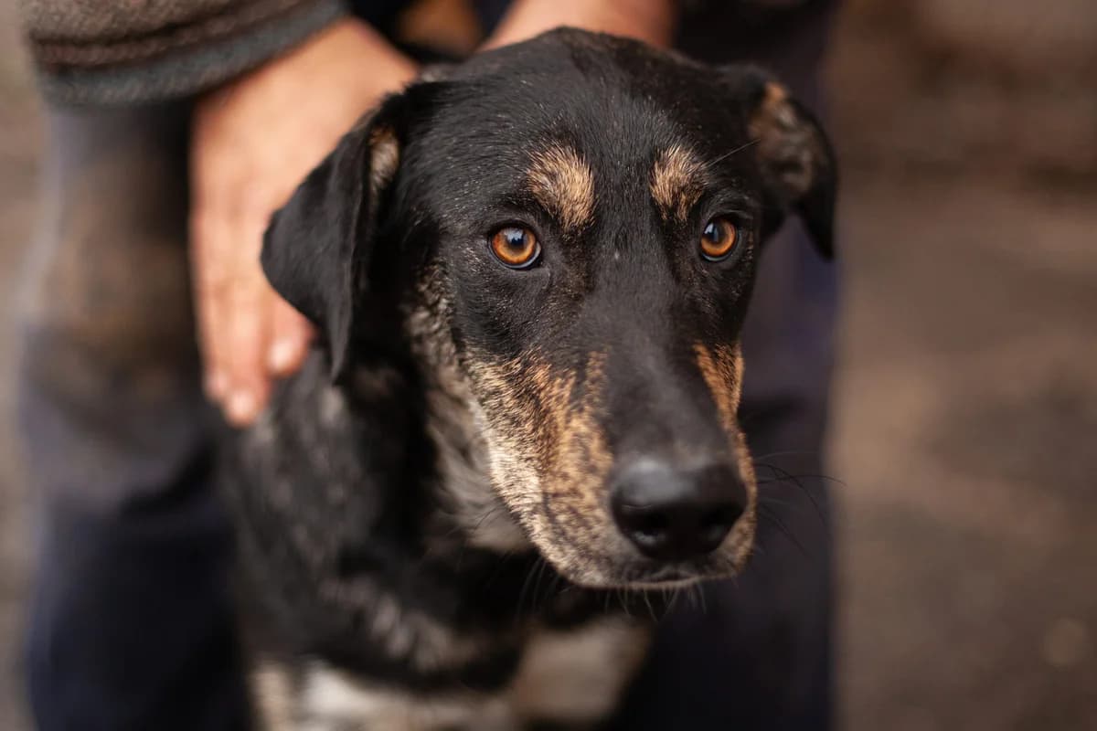 Zohra, female 4yo Mixed Breed for adoption at Ein Herz für Streuner e.V., München