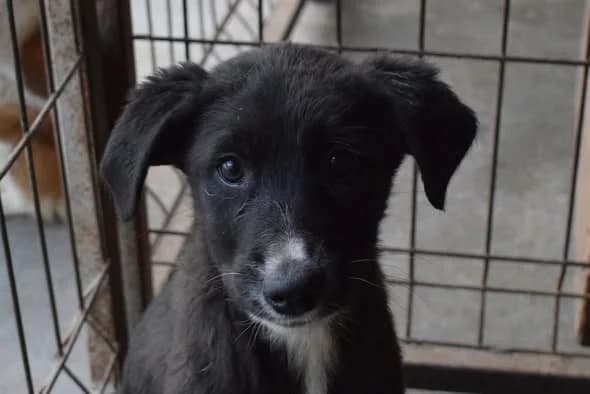 Zoia, weiß female puppy Mixed Breed for adoption at Ein Herz für Streuner e.V., München