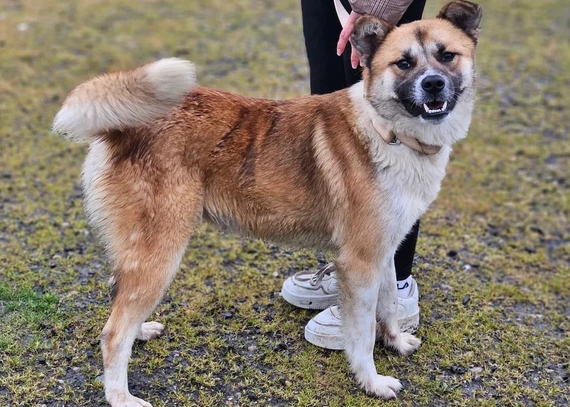 Zoia, weiß female young Mixed Breed for adoption at Ein Herz für Streuner e.V., München