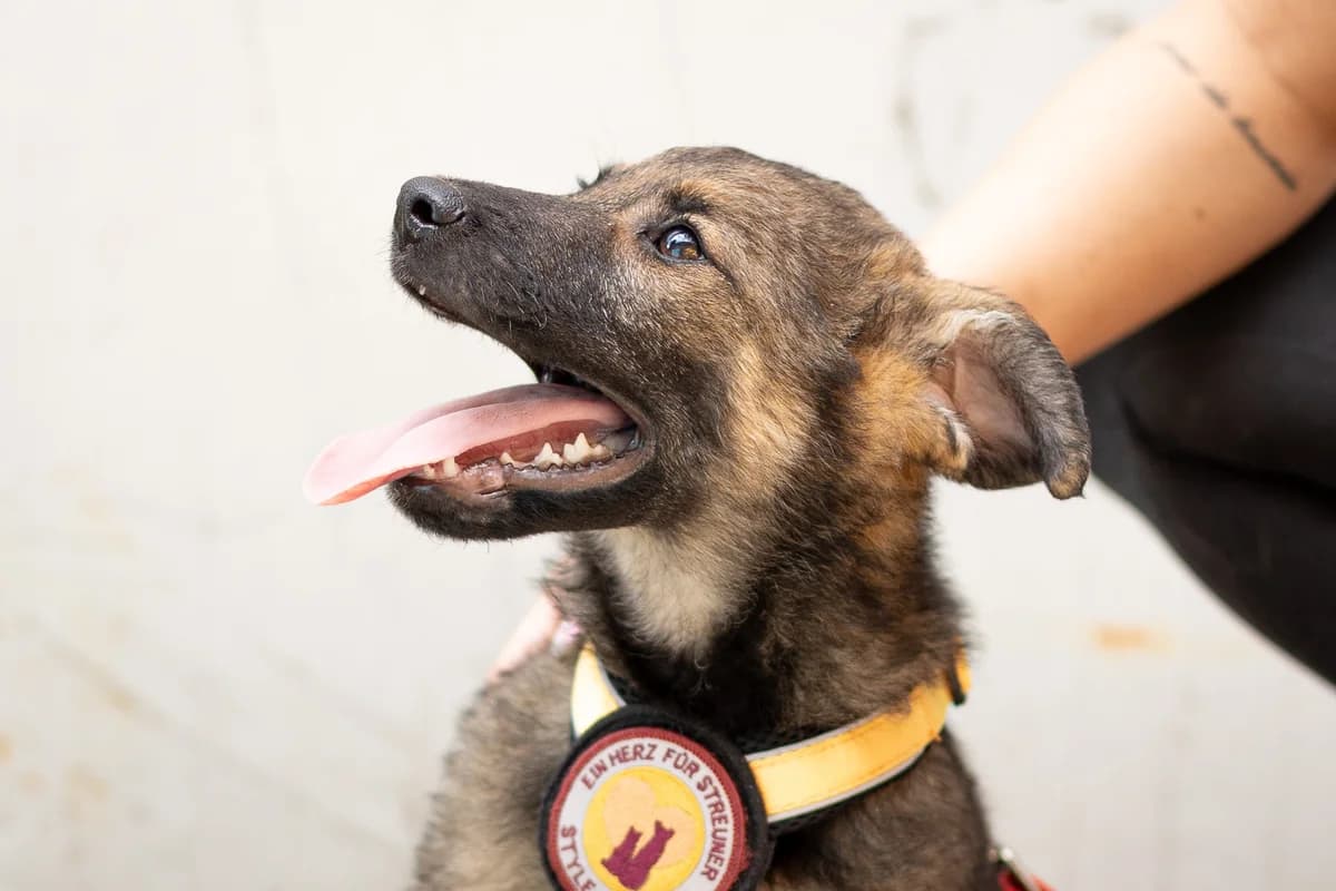 Zoki, braun male puppy Mixed Breed for adoption at Ein Herz für Streuner e.V., München