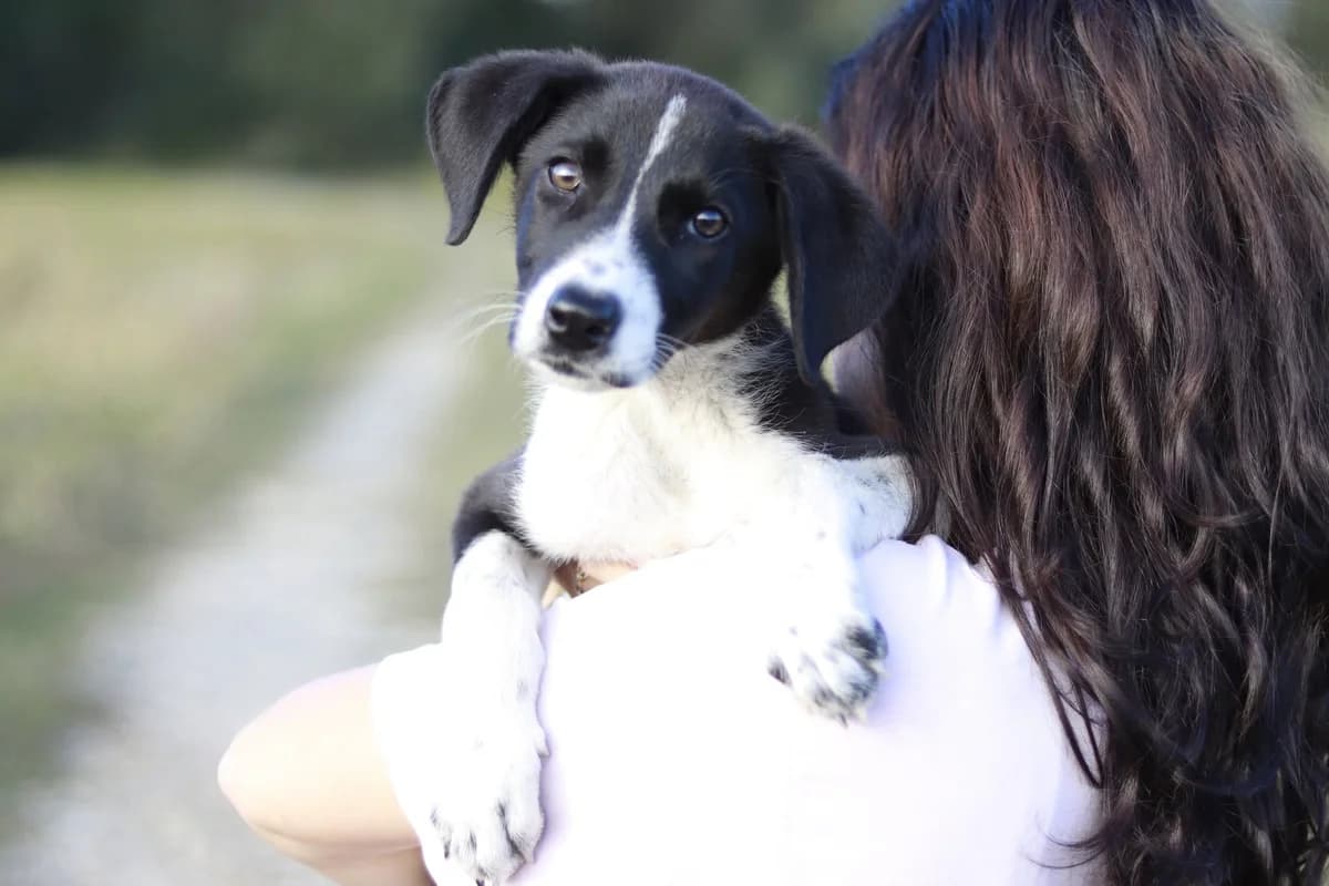 Zola, schwarz female puppy Mixed Breed for adoption at Ein Herz für Streuner e.V., München