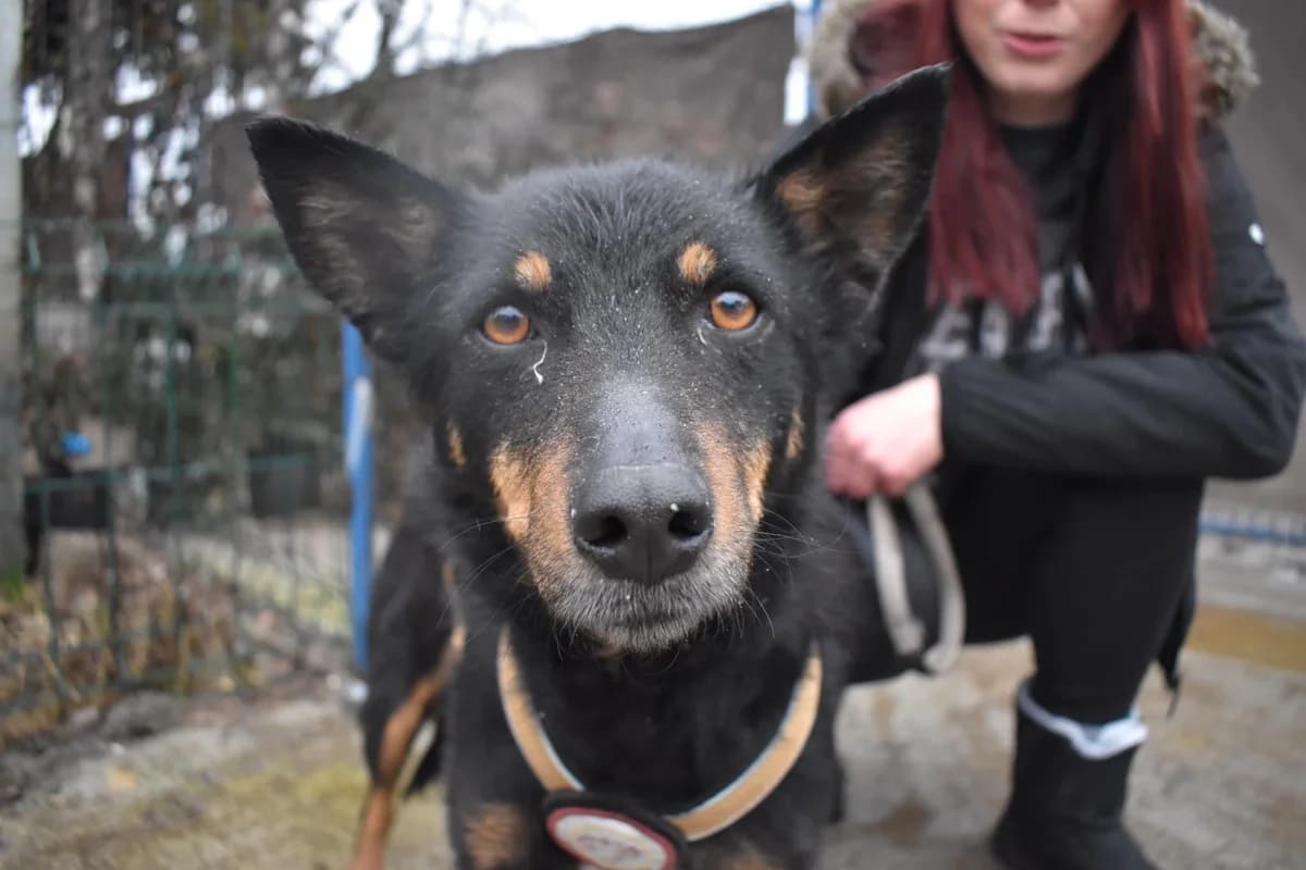 Zola, female 4yo Mixed Breed for adoption at Ein Herz für Streuner e.V., München