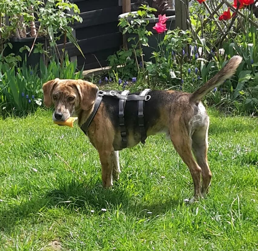 Zolofelo, male young Mixed Breed for adoption at Ein Herz für Streuner e.V., München