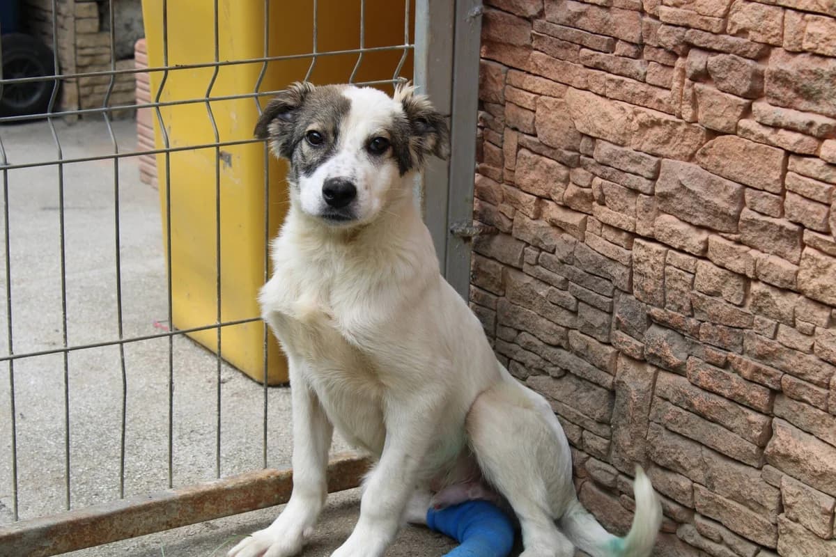 Zolofelo, male puppy Mixed Breed for adoption at Ein Herz für Streuner e.V., München