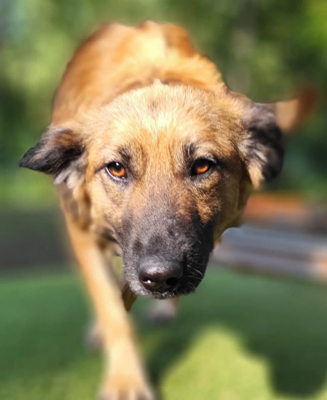 Zora, gold female 4yo Mixed Breed for adoption at Ein Herz für Streuner e.V., München
