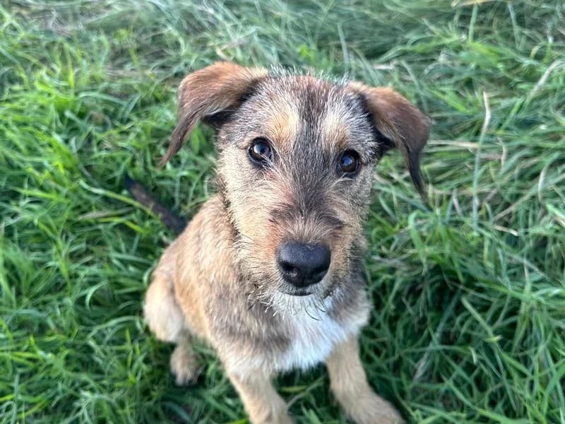 Zora, female puppy Mixed Breed for adoption at Ein Herz für Streuner e.V., München