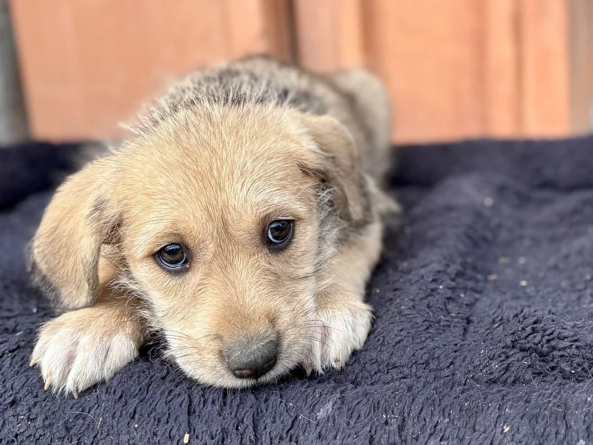 Zora, female puppy Mixed Breed for adoption at Ein Herz für Streuner e.V., München