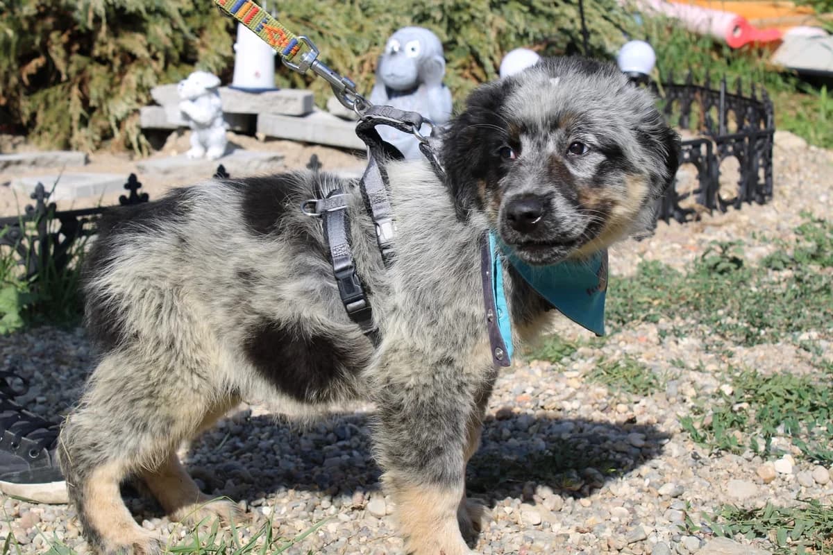 Zorro, grau male puppy Mixed Breed for adoption at Ein Herz für Streuner e.V., München