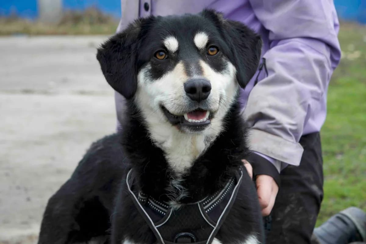Zorro, male young Mixed Breed for adoption at Ein Herz für Streuner e.V., München